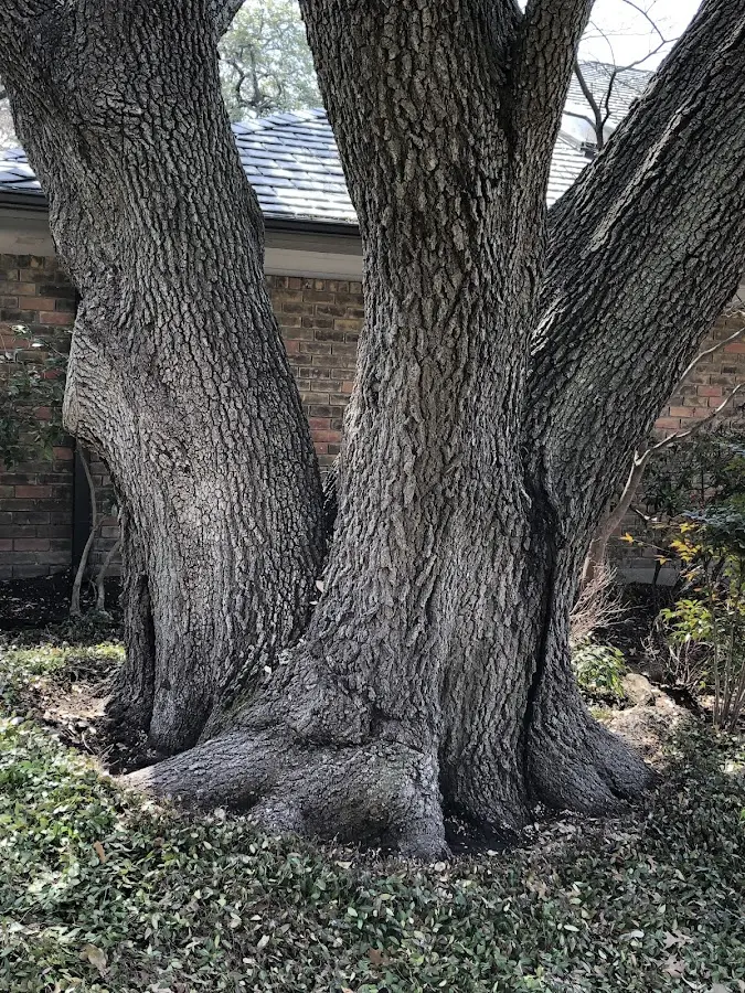 Mature heritage tree close to a Bridgeville property cared for by certified arborists